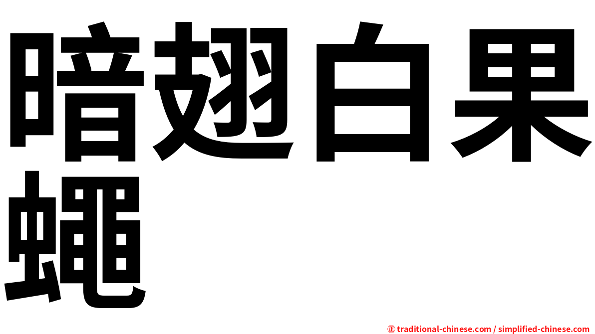 暗翅白果蠅