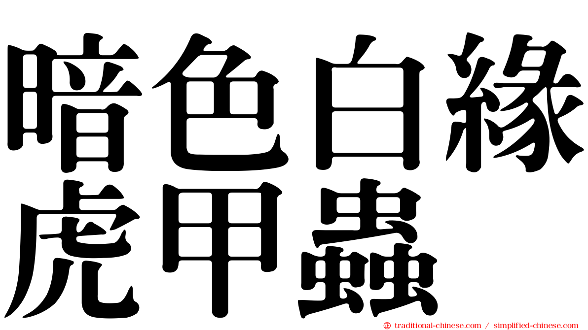 暗色白緣虎甲蟲