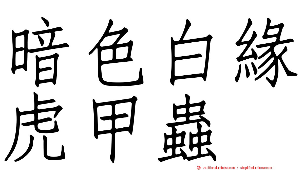 暗色白緣虎甲蟲