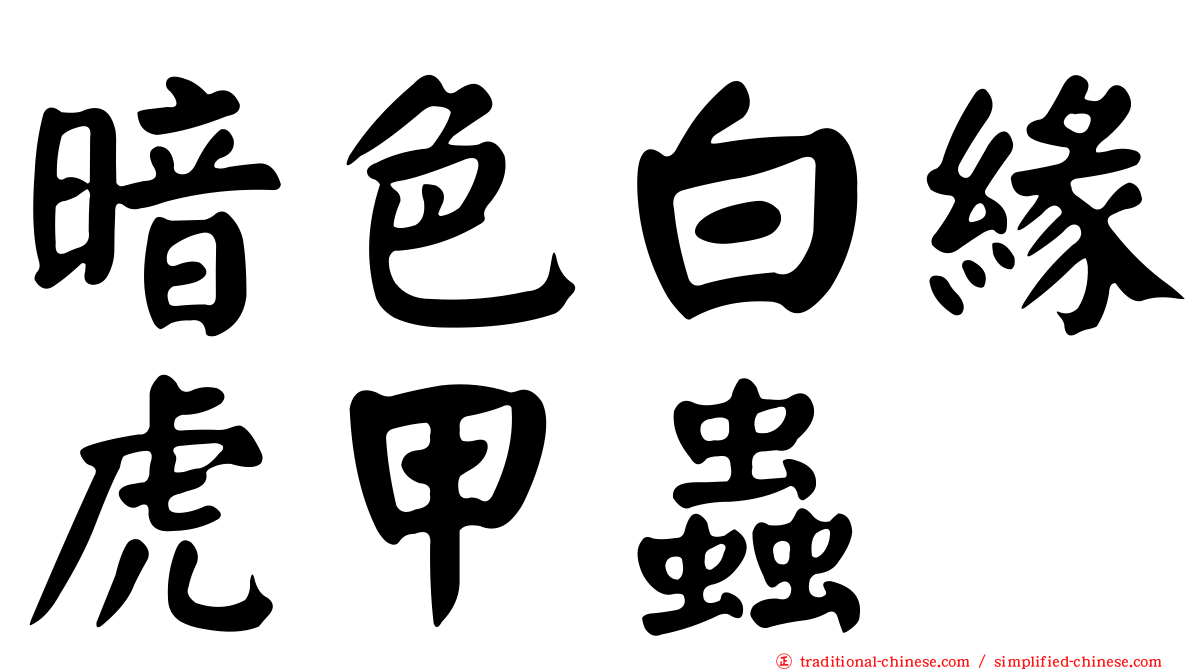 暗色白緣虎甲蟲