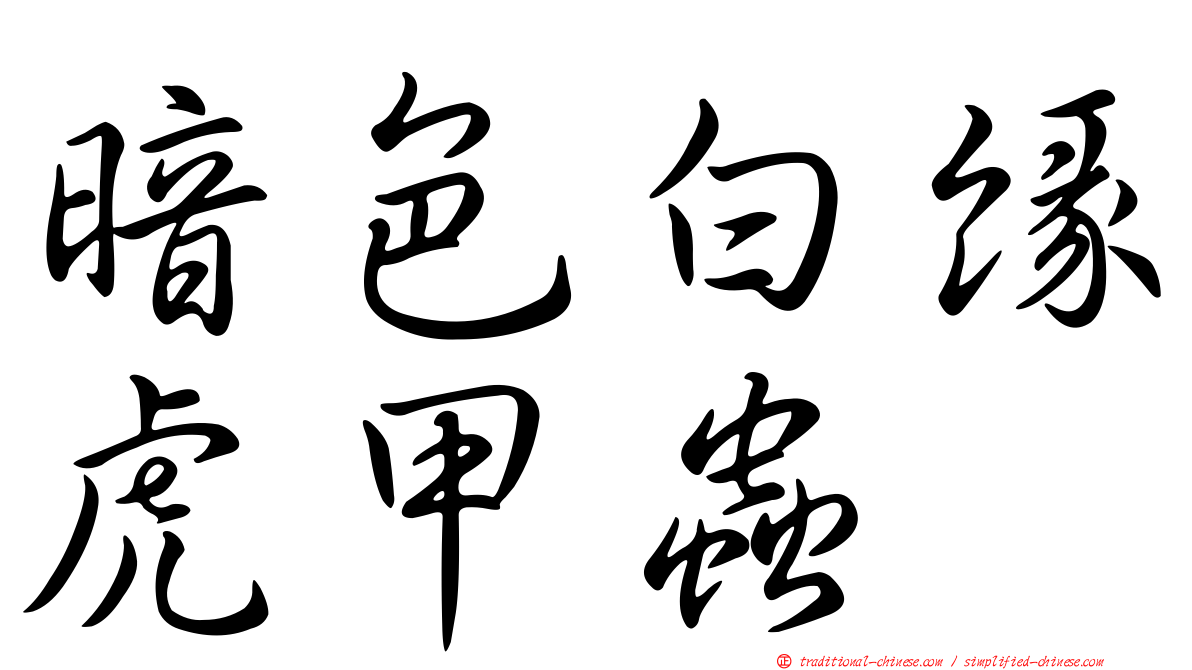 暗色白緣虎甲蟲