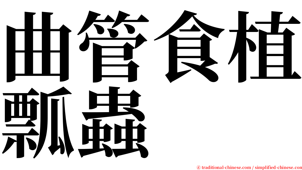 曲管食植瓢蟲 serif font