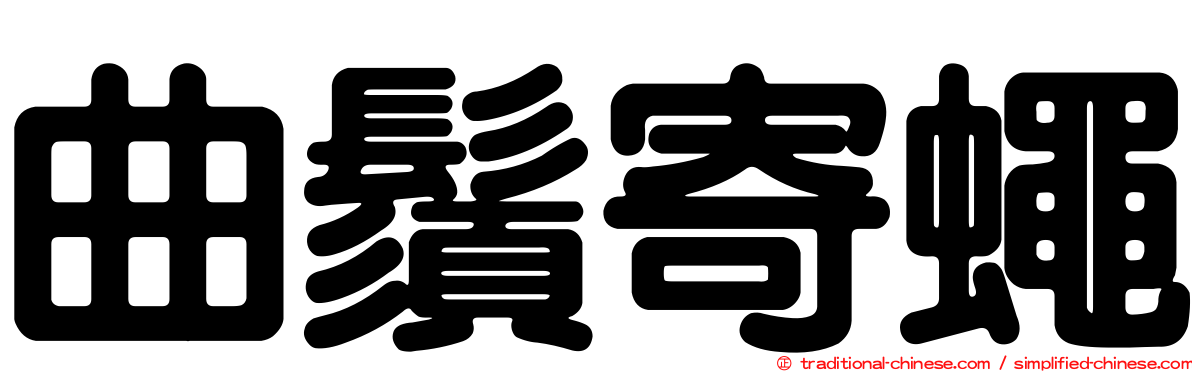 曲鬚寄蠅
