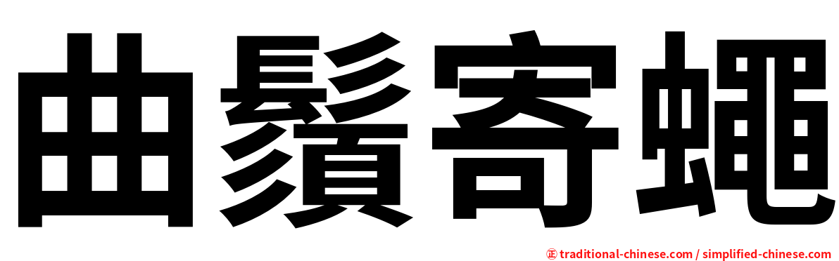 曲鬚寄蠅