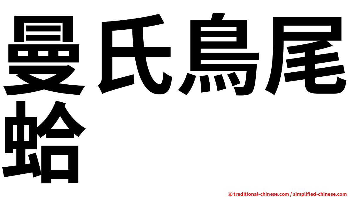 曼氏鳥尾蛤