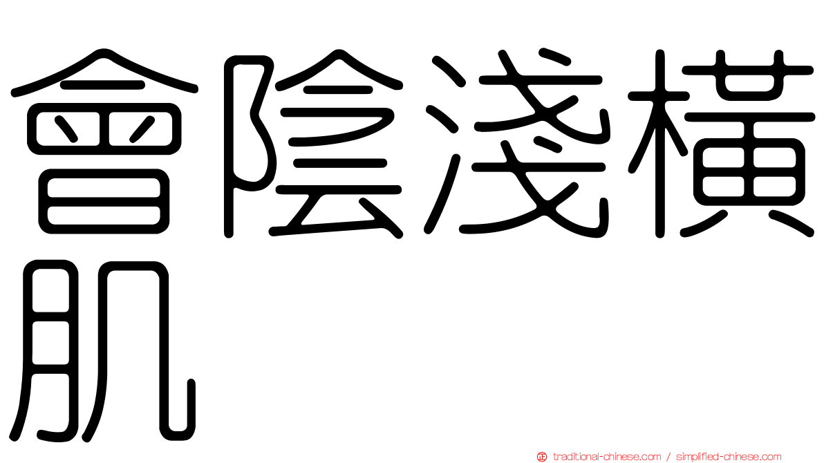 會陰淺橫肌
