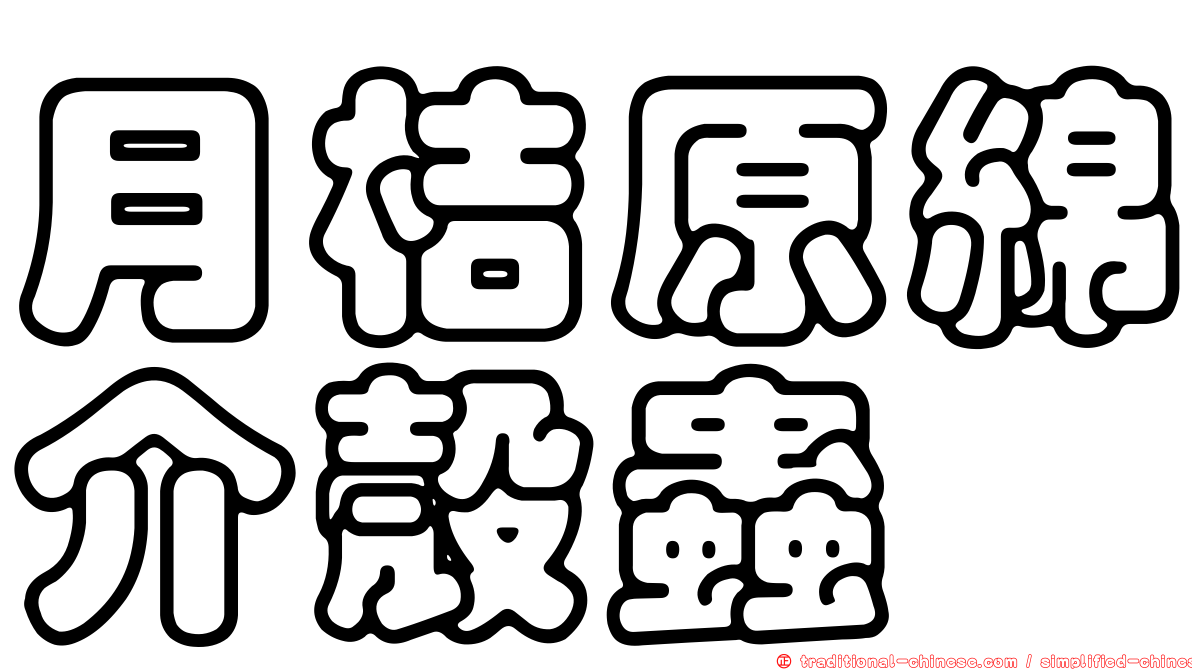 月桔原綿介殼蟲