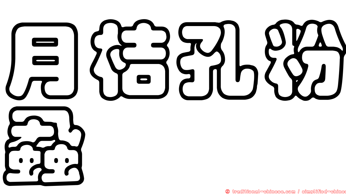 月桔孔粉蝨