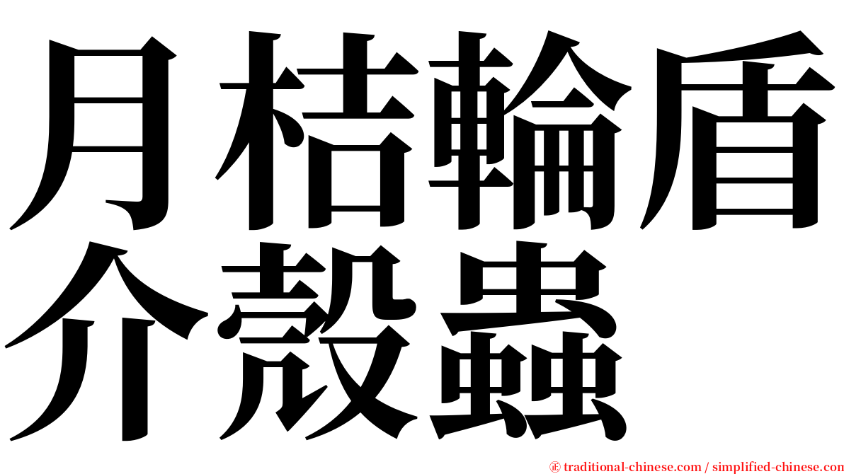 月桔輪盾介殼蟲 serif font