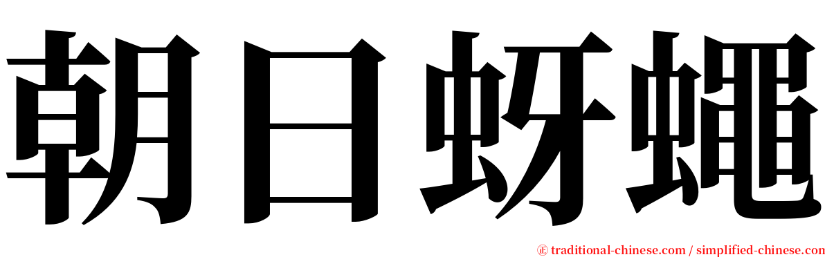 朝日蚜蠅 serif font