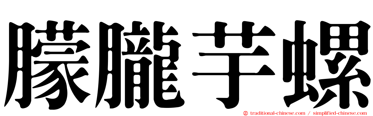 朦朧芋螺