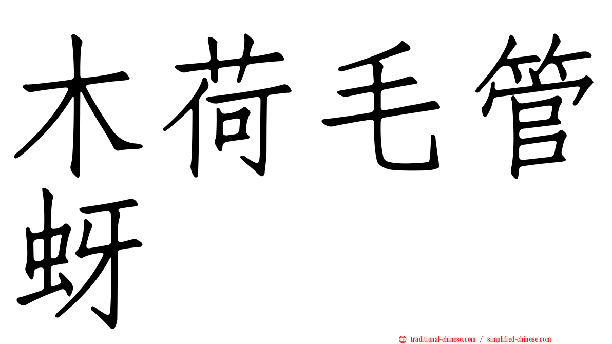 木荷毛管蚜