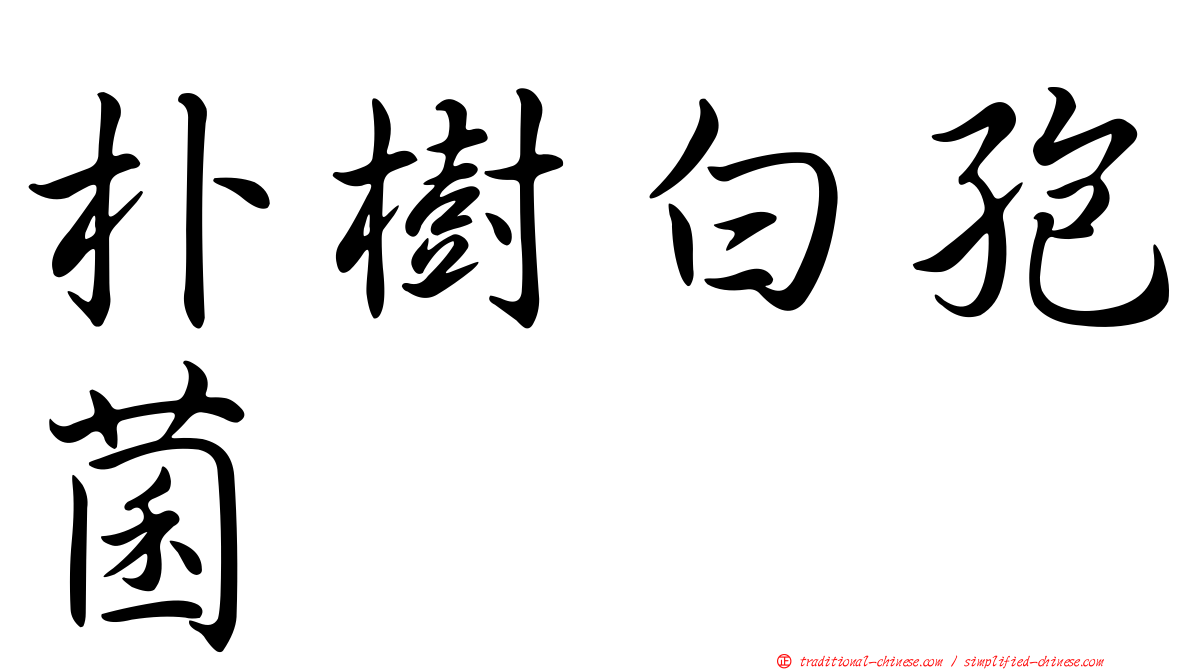 朴樹白孢菌