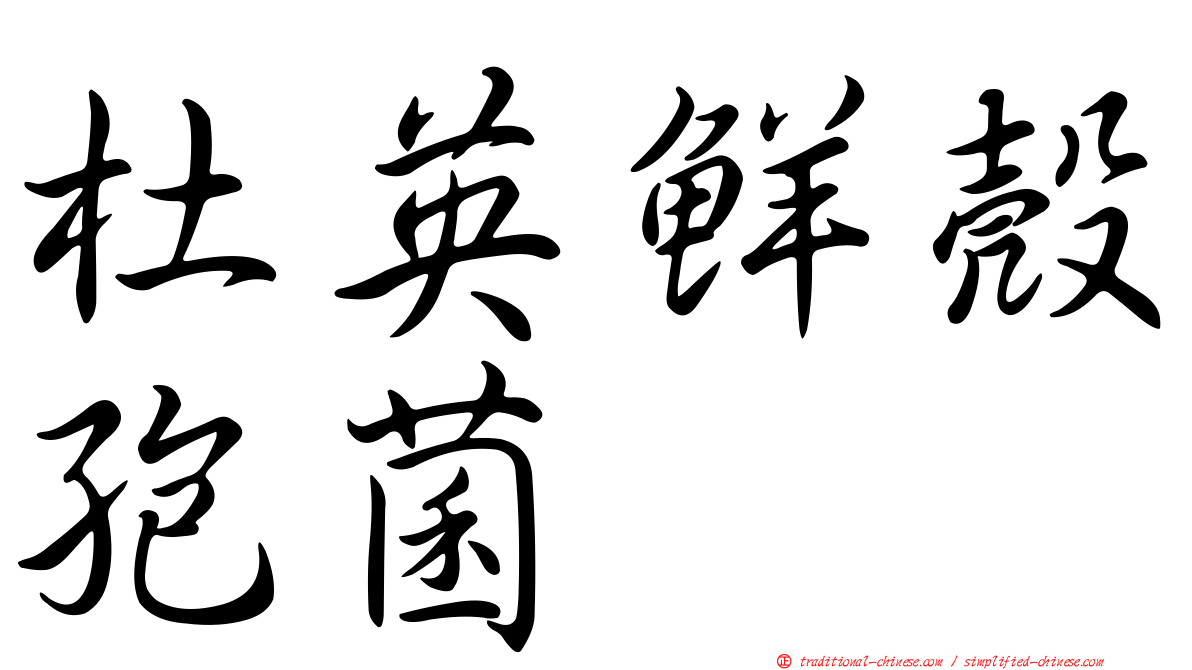 杜英鮮殼孢菌