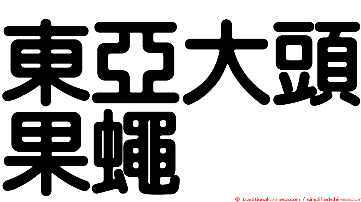 東亞大頭果蠅