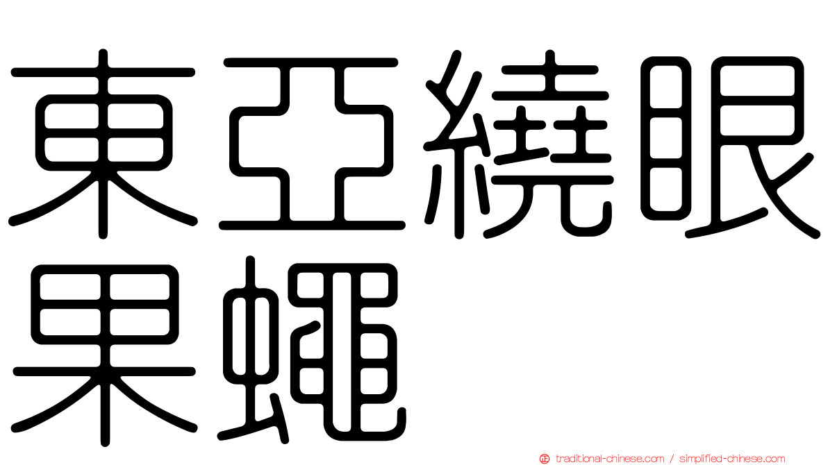 東亞繞眼果蠅