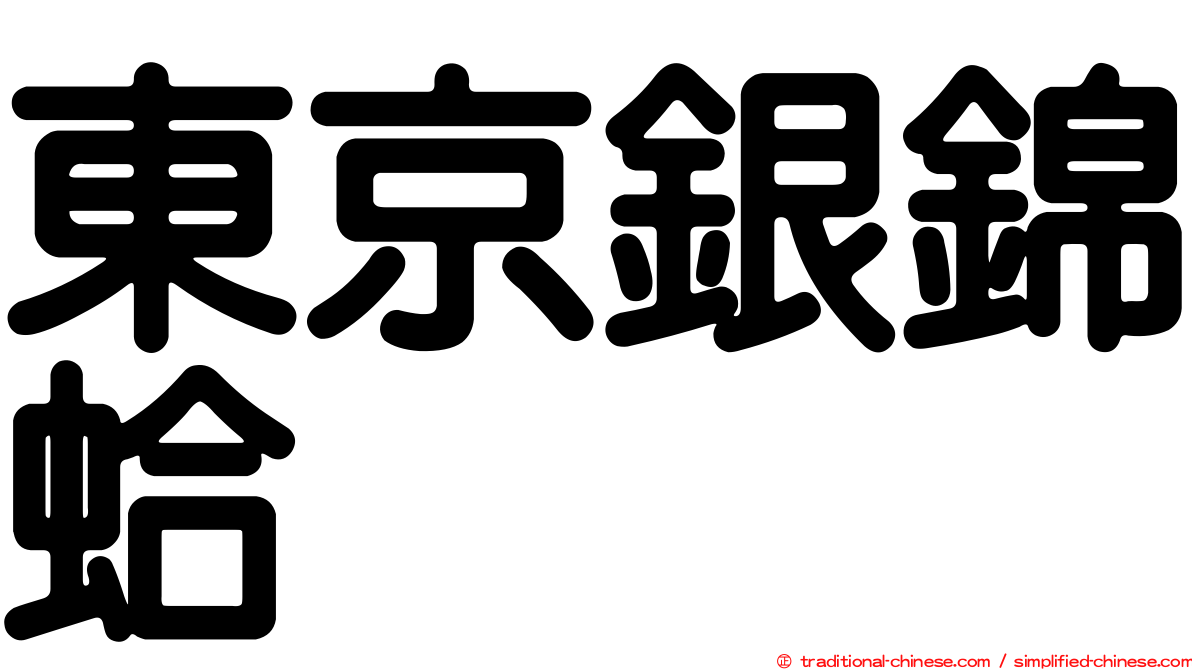 東京銀錦蛤