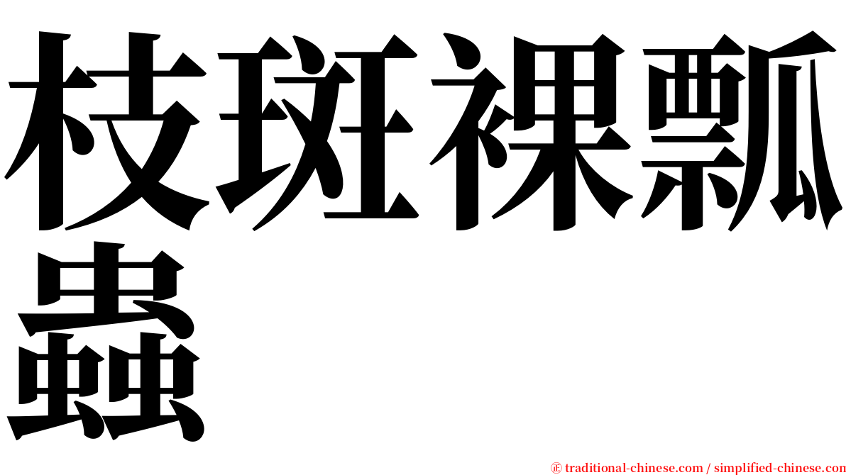 枝斑裸瓢蟲 serif font