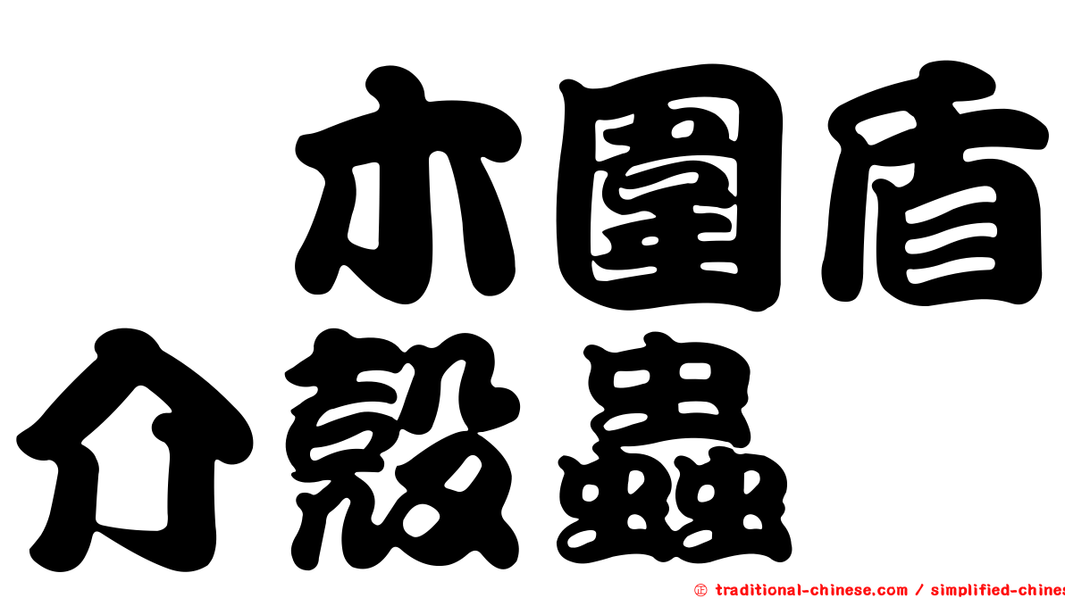 柃木圍盾介殼蟲