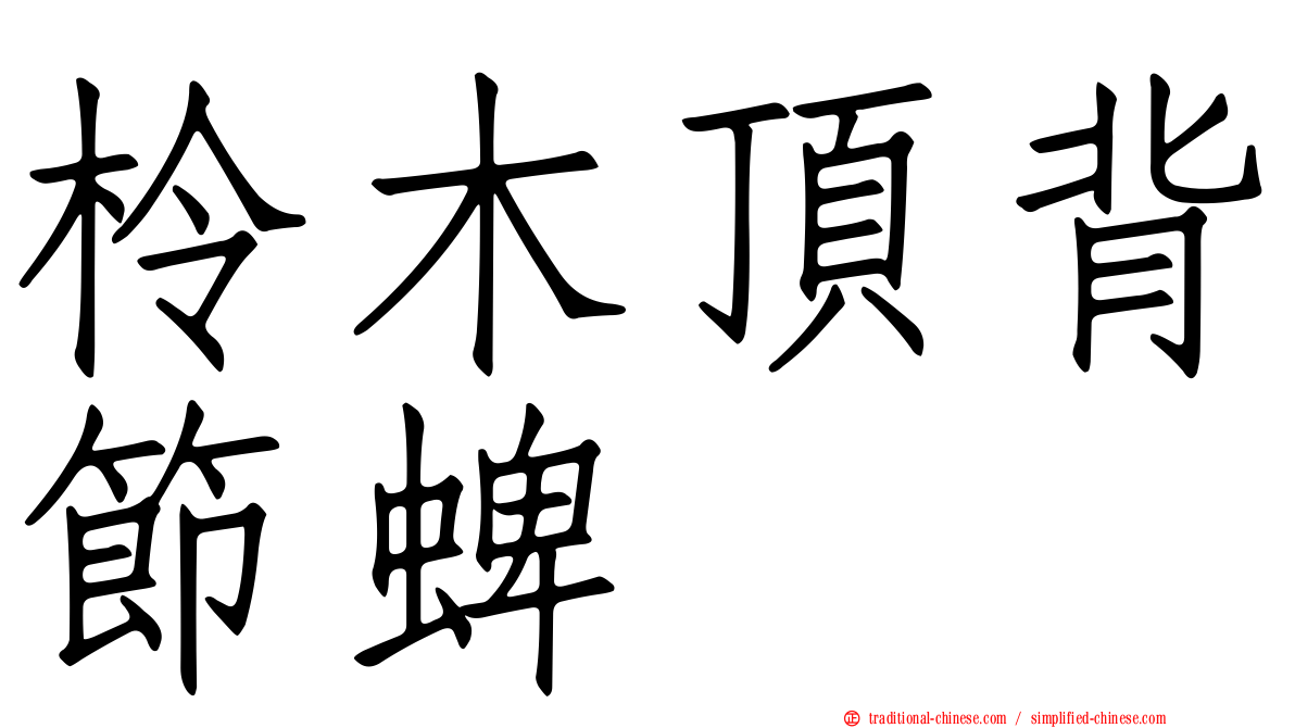 柃木頂背節蜱