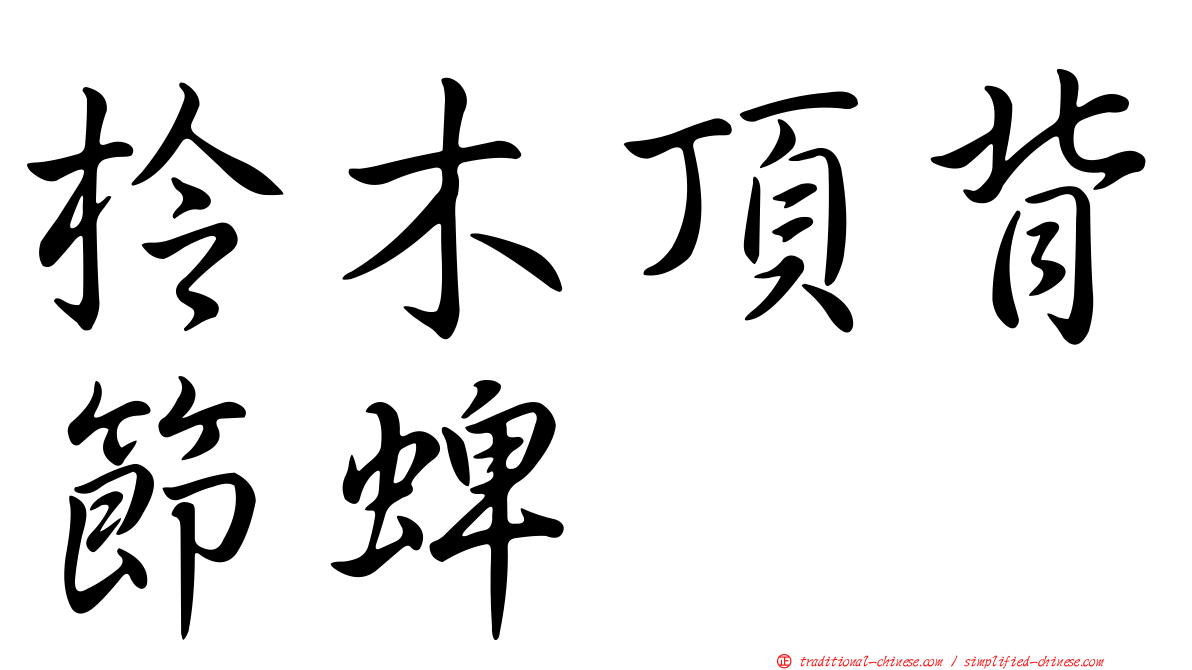 柃木頂背節蜱