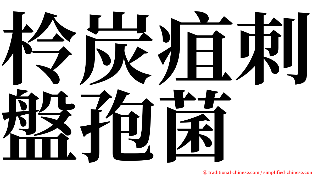 柃炭疽刺盤孢菌 serif font