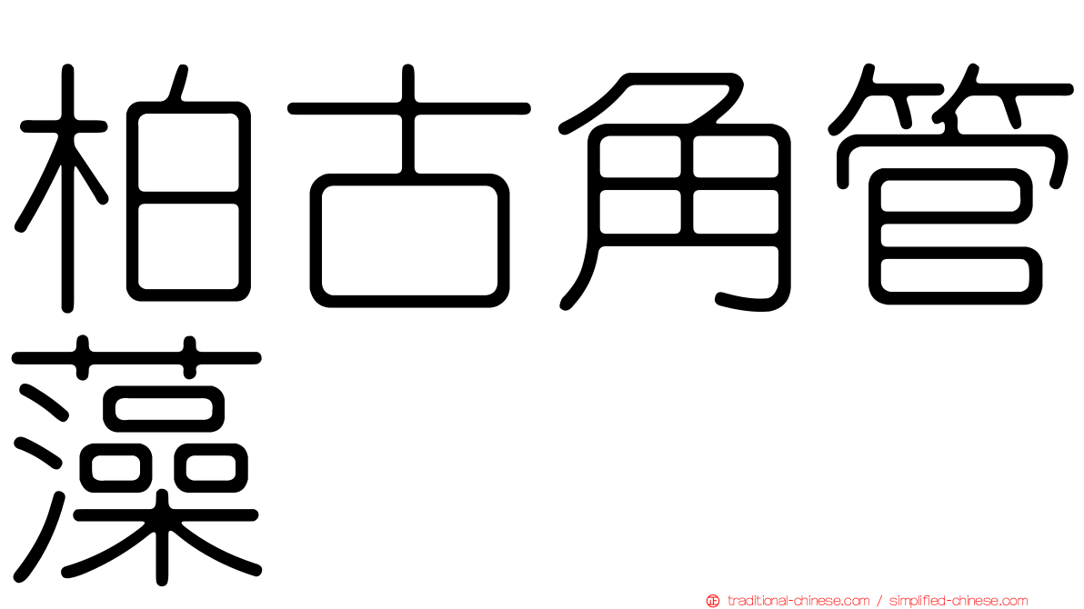 柏古角管藻