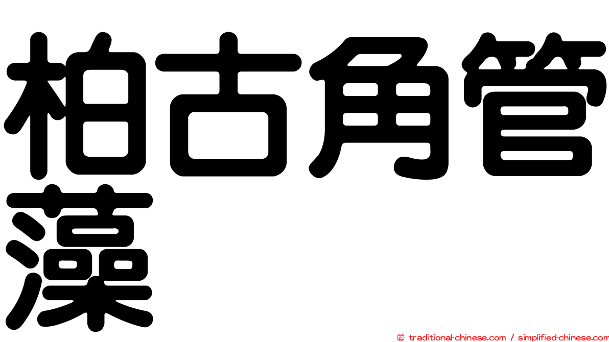 柏古角管藻
