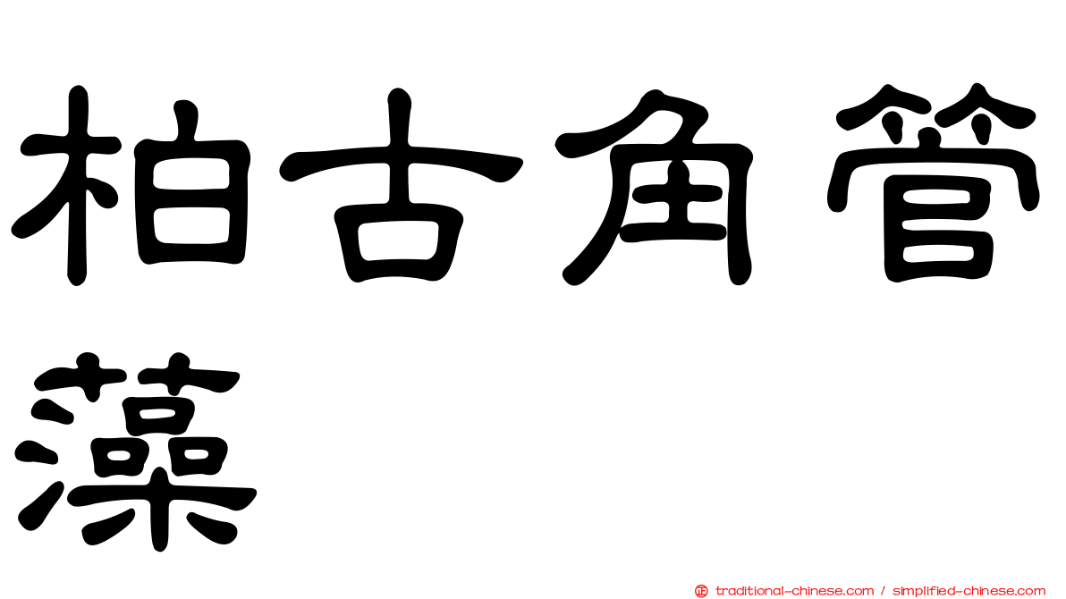 柏古角管藻