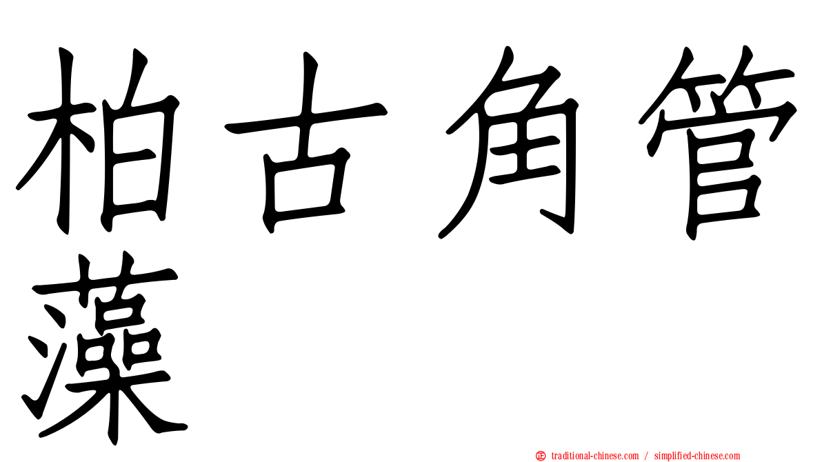 柏古角管藻