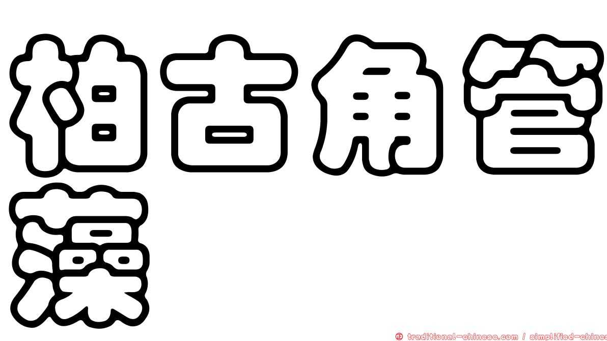 柏古角管藻