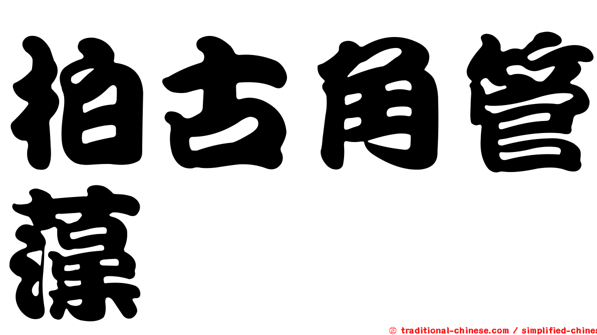柏古角管藻