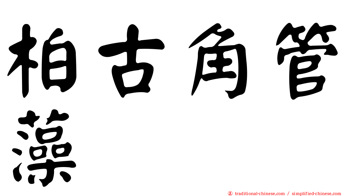 柏古角管藻