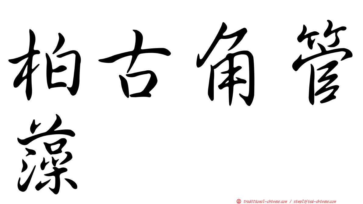 柏古角管藻