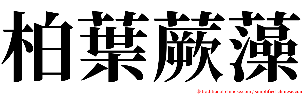 柏葉蕨藻 serif font