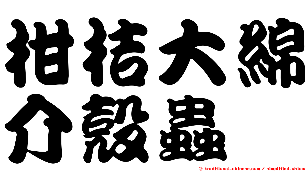 柑桔大綿介殼蟲