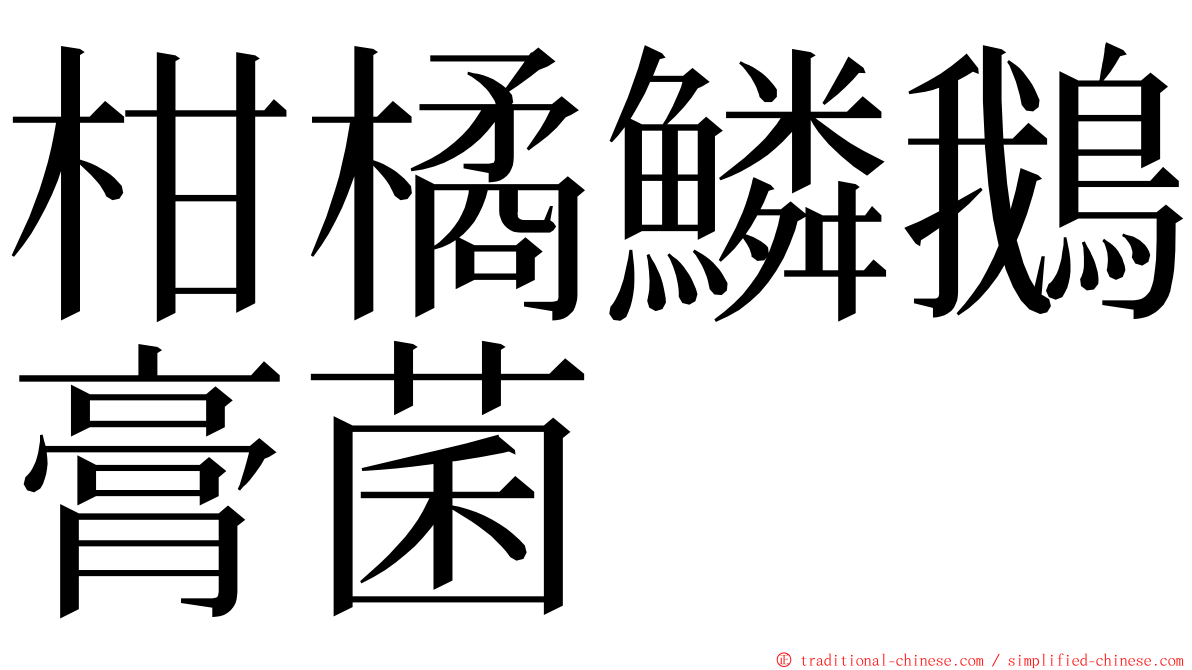 柑橘鱗鵝膏菌 ming font