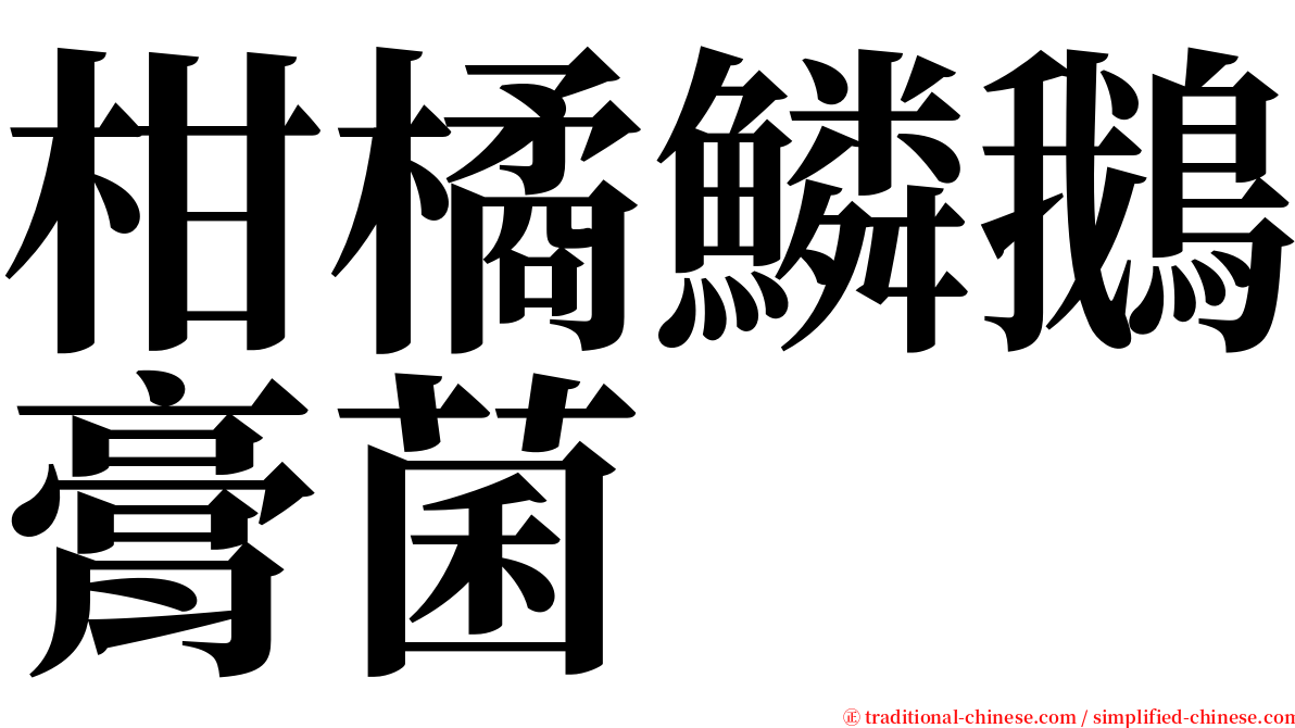 柑橘鱗鵝膏菌 serif font