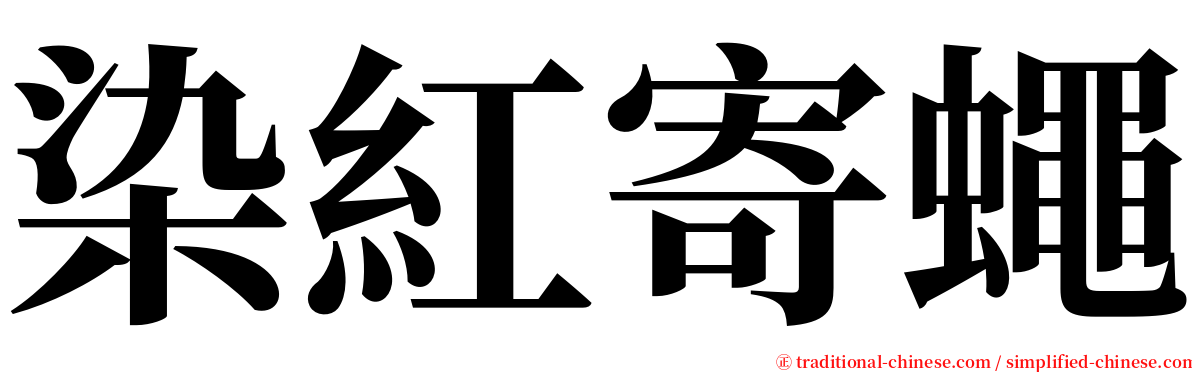 染紅寄蠅 serif font