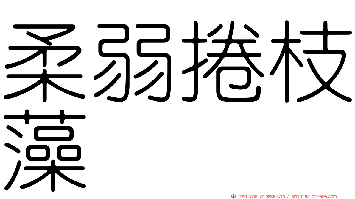 柔弱捲枝藻