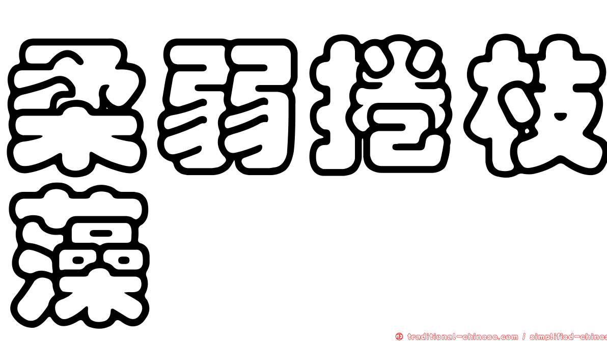 柔弱捲枝藻