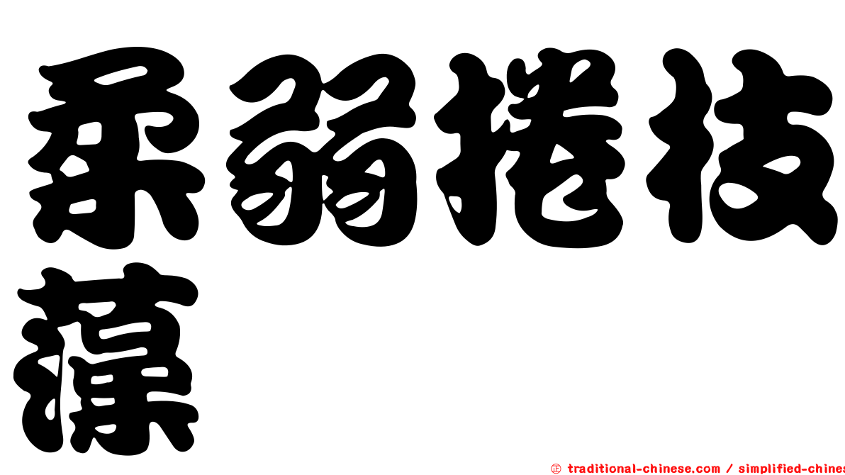 柔弱捲枝藻