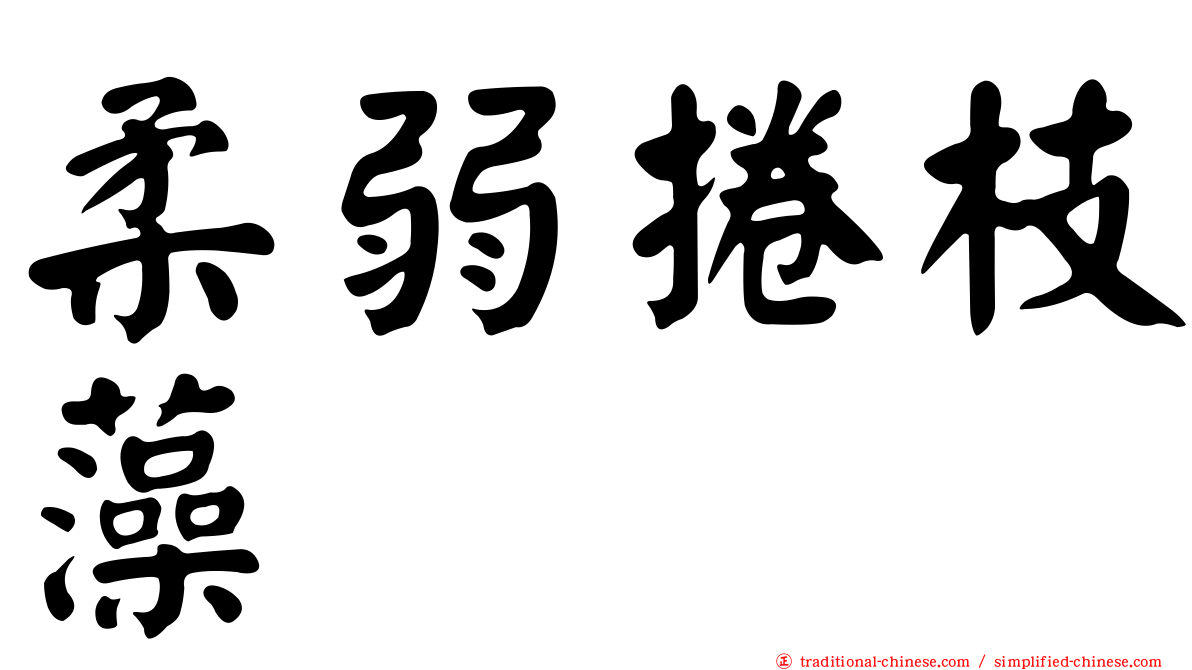 柔弱捲枝藻