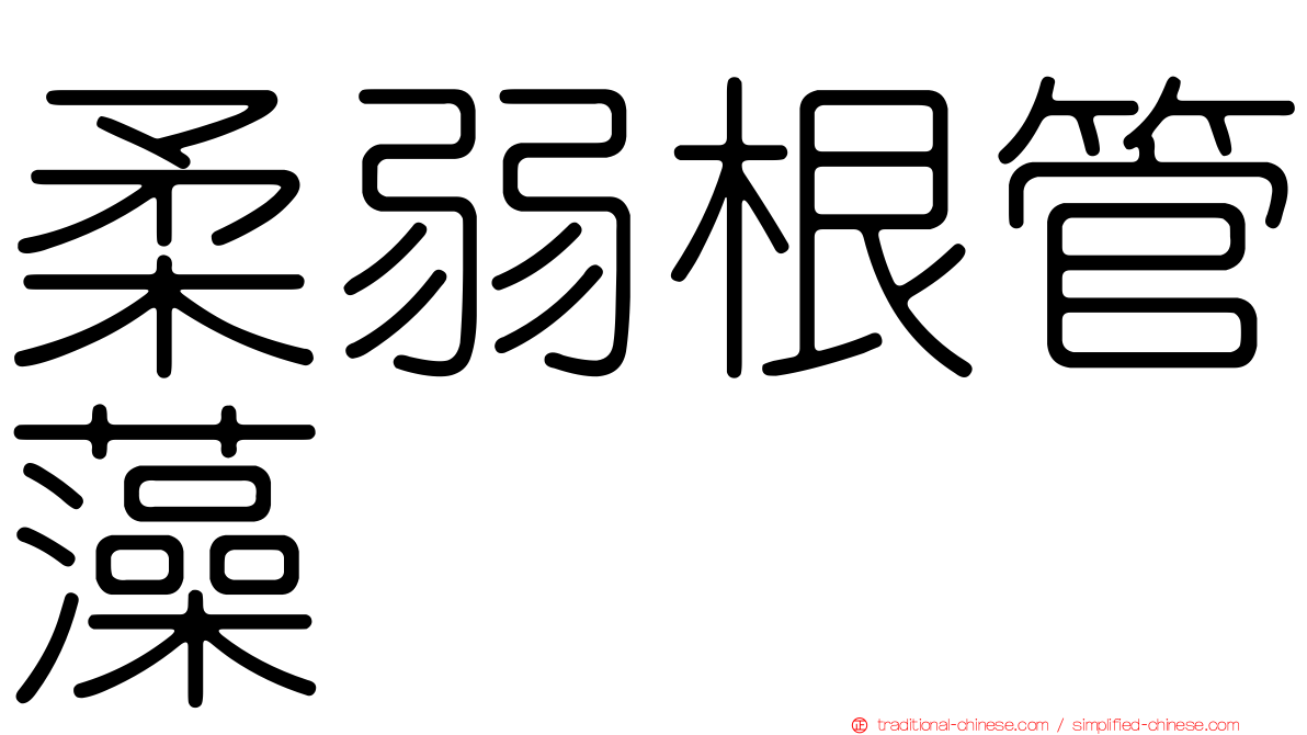 柔弱根管藻
