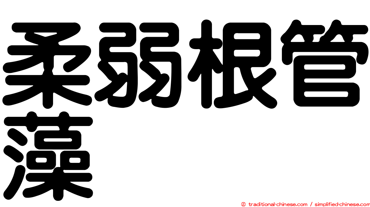 柔弱根管藻