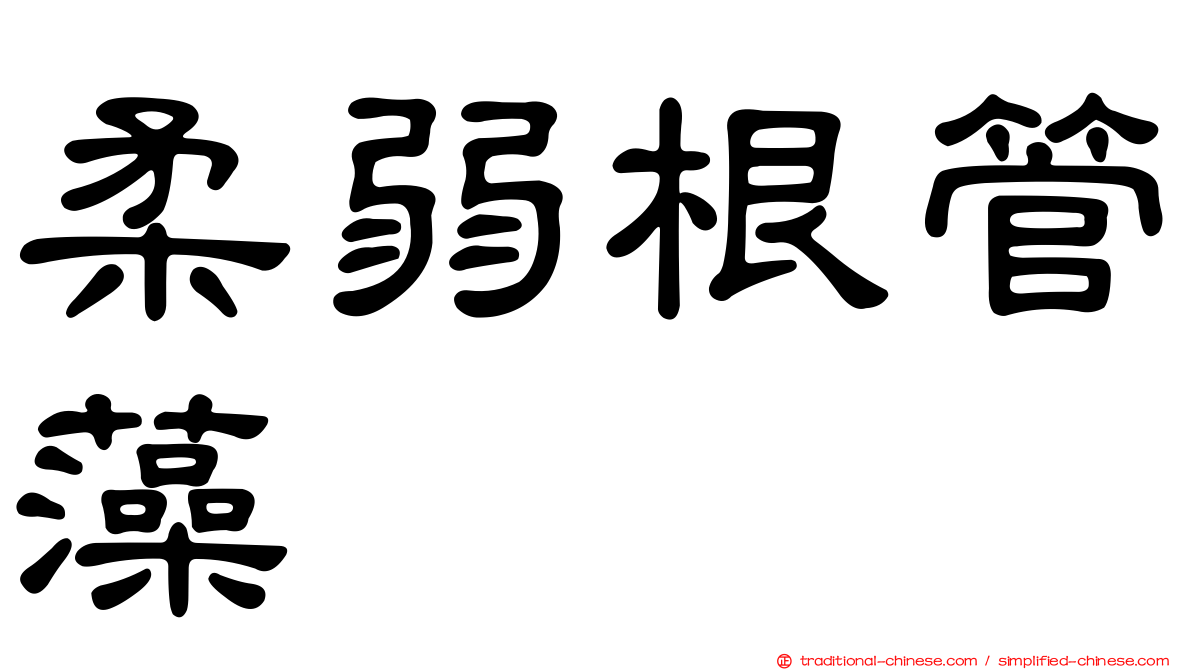 柔弱根管藻
