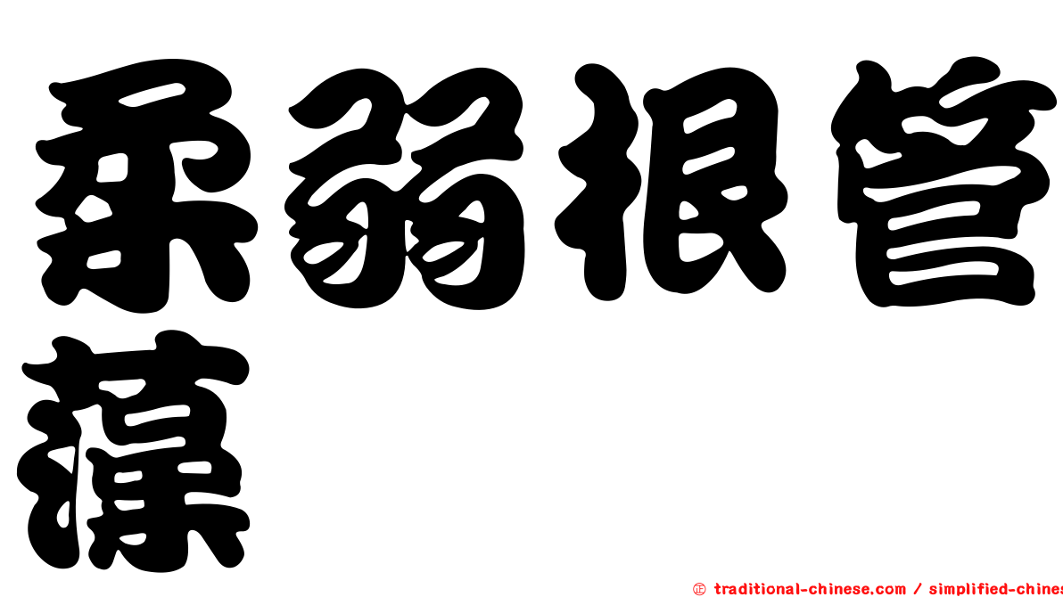 柔弱根管藻