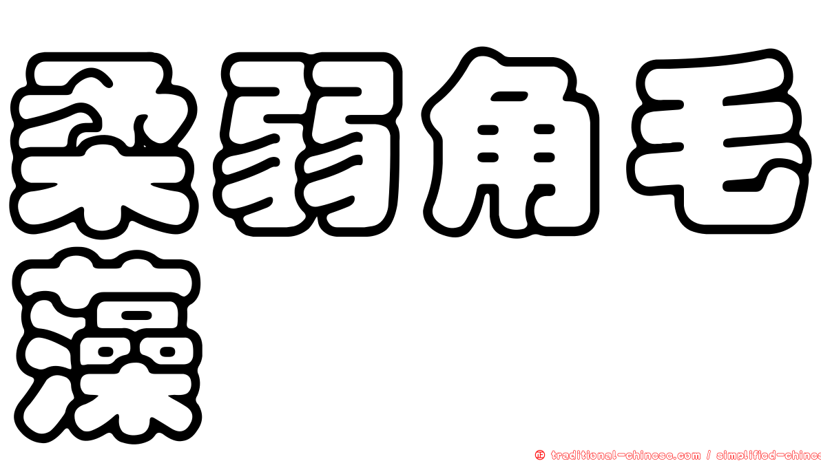 柔弱角毛藻