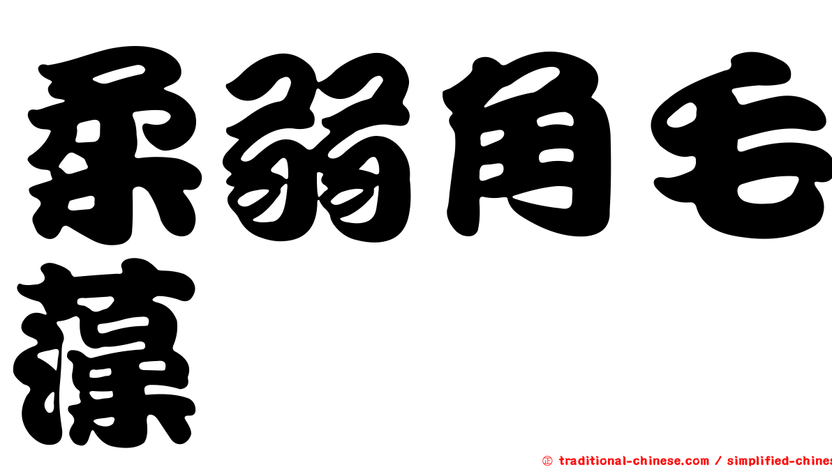 柔弱角毛藻