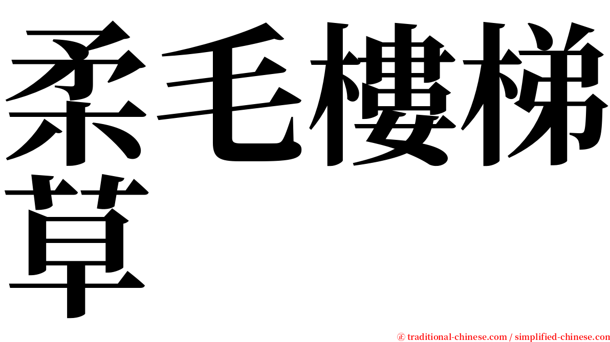 柔毛樓梯草 serif font